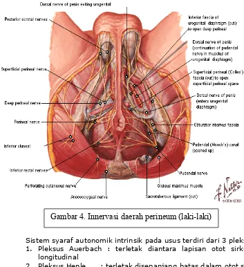 Gambar 4. Innervasi daerah perineum (laki-laki) 