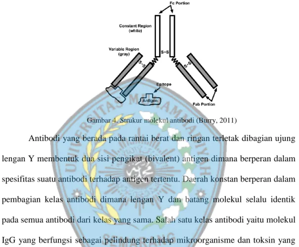 Gambar 4. Strukur molekul antibodi (Burry, 2011) 