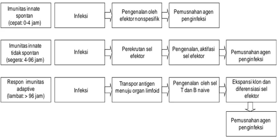 Gambar  24.  Respon  terhadap  infeksi  terdiri  dari  tiga  fase.  Fase  tersebut  adalah fase imunitas innate spontan, fase imunitas innate tidak spontan, dan fase  imunitas  adaptif