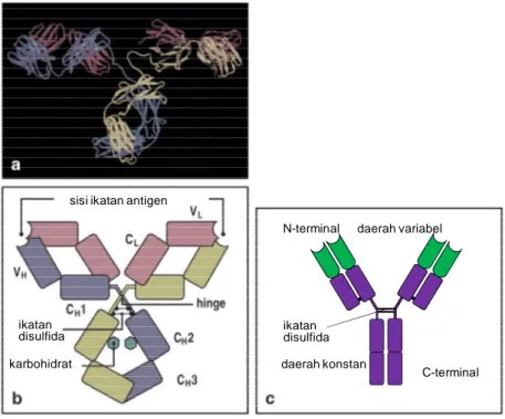 Gambar  25.  Struktur  molekul  antibodi.  Panel  (a)  menggambarkan  diagram  pita  yang  didasarkan  pada  pengamatan  kristallografi  antibodi  IgG,  menunjukkan  kerangka  rantai  polipeptida