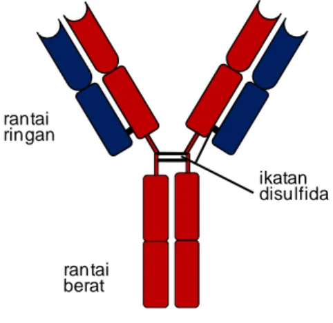 Gambar  26.  Molekul  imunoglobulin terdiri dari dua  tipe  rantai  protein  yaitu  rantai  ringan  dan  rantai  berat