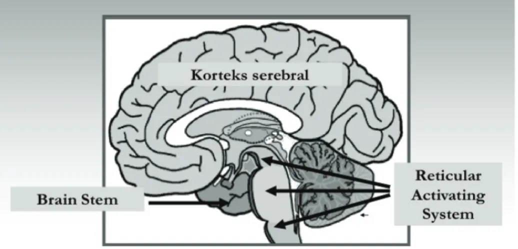 Gambar 1. Anatomi otak normal