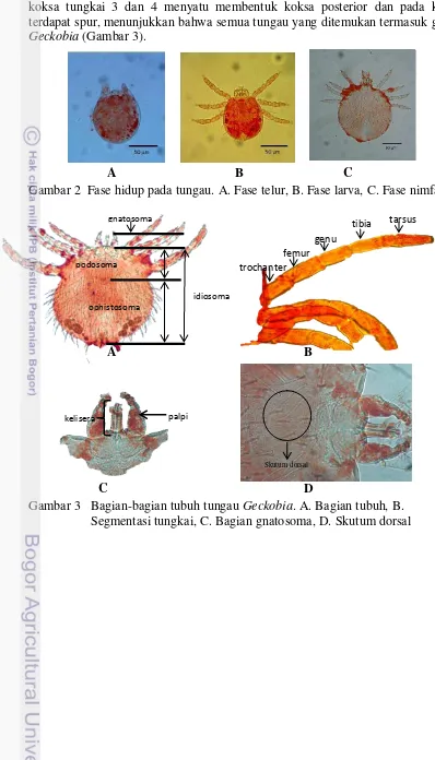 Gambar 2  Fase hidup pada tungau. A. Fase telur, B. Fase larva, C. Fase nimfa 