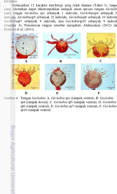 Gambar 4 Tungau Geckobia. A. Geckobia sp1 (tampak ventral), B. Geckobia 