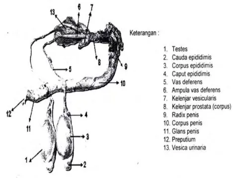 Gambar 1  Organ reproduksi rusa timor jantan 