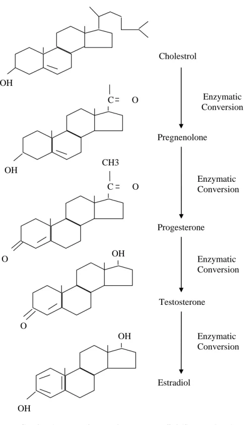 Gambar 1. Rumus bangun hormon estradiol (Senger, 1999). 