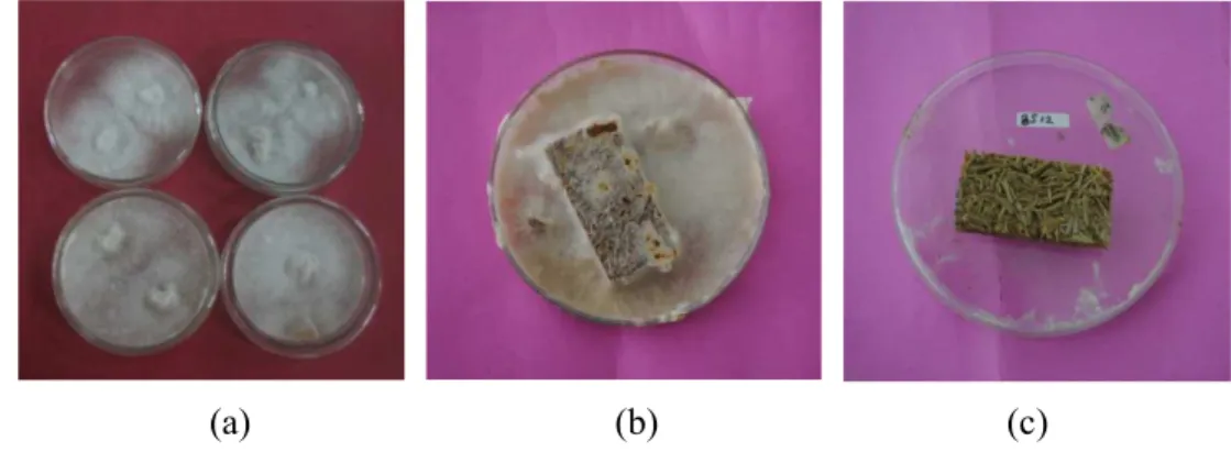 Gambar 6  Pengujian ketahanan papan partikel terhadap jamur : (a) media biakan  jamur, (b) pengujian contih uji terhadap jamur pelapuk kayu setelah 12  minggu, (c) contoh uji yang telah dibersihkan dari miselium