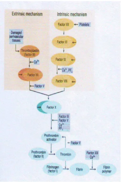 Gambar 2. Sistem Koagulasi 
