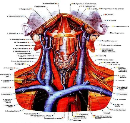 Gambar 1. Anterior View. Anatomi R. Colli dengan Glandula Thyroid Normal dan Organ Di Sekitarnya (dikutip dari Atlas Antomi 