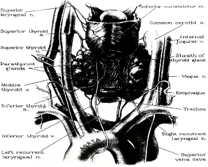 Gambar 2. Posterior View. Anatomi R. Colli dengan Glandula Thyroid Normal dan Organ Di Sekitarnya (dikutip dari Everet, DS, An 