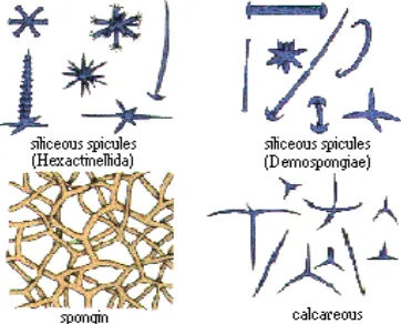Gambar 2 Beberapa struktur kerangka spons (sumber: Hooper et al. 2003). 