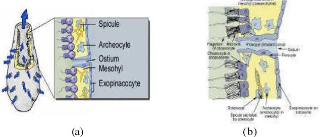 Gambar 4 (a) Ilustrasi diagramatik spons laut (b) Gambaran rinci dinding spons (sumber: Hooper et al