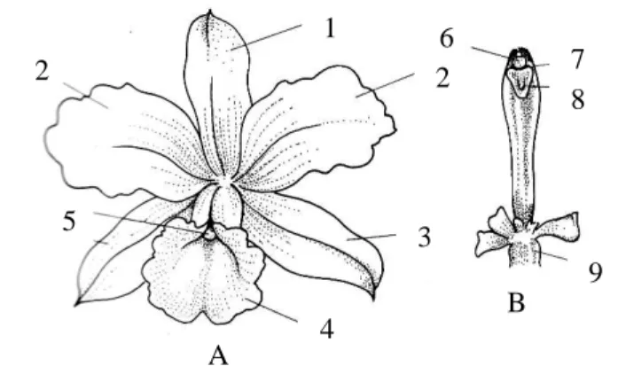 Gambar  1. Struktur bunga Cattleya, A. Bunga: 1. kelopak dorsal, 2. mahkota  (corolla), 3