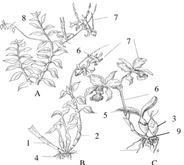 Gambar 3. Anggrek simpodial: 1. batang tua, 2. batang, 3. umbi semu, 4. akar, 5. 