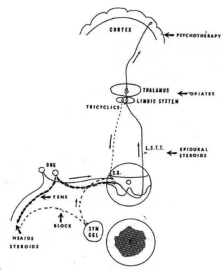 Gambar 6 : Pendekatan terapi berdasarkan letak anatomis jalur nyeri. 