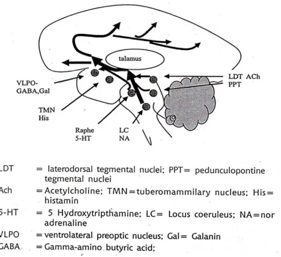 Gambar 2. Sistem ascending arousal mengirimkan sinyal dari batang otak  dan hipotalamus posterior menuju seluruh forebrain 