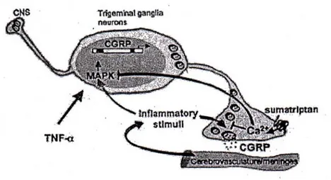 Gambar 1. Regulasi CGRP pada trigeminal ganglia neuron. Aktivasi nervus  tigeminalis menyebabkan pelepasan dari CGRP dan neuropeptida lain yang  merangsang pelepasan mediator-mediator inflamasi