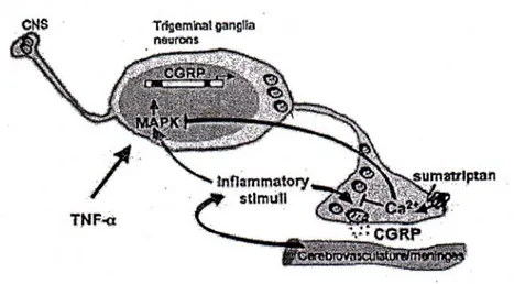 Gambar 1 .  Regulasi  CGRP  pada trigeminal ganglia neuron. Aktivasi  nervus tigeminalis menyebabkan pelepasan dari CGRP dan neuropeptida  lain yang merangsang pelepasan mediator-mediator inflamasi