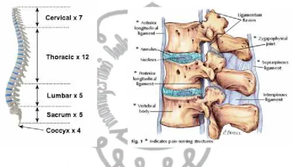 Gambar 2.5 Anatomi Tulang Punggung (Bernard, 2011)