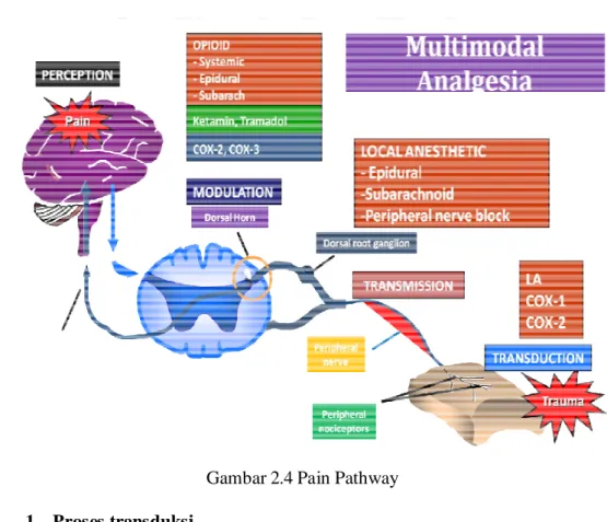Gambar 2.4 Pain Pathway 1. Proses transduksi
