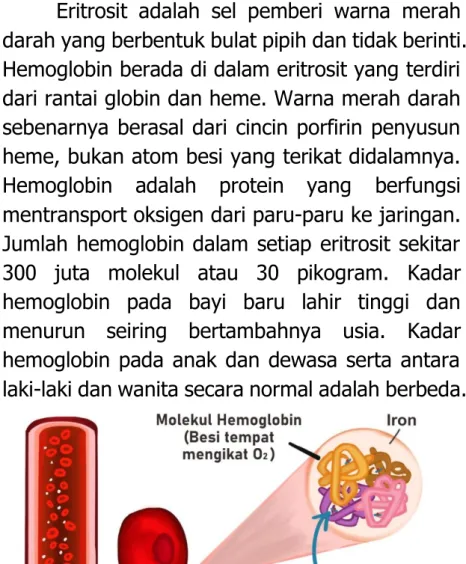 Gambar 3. Skema  yang menunjukkan  hemoglobin berada di dalam eritrosit  