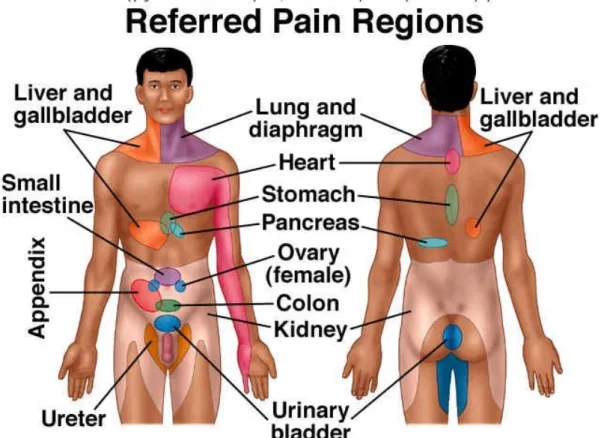 Gambar 2.1 Regio Referred Pain