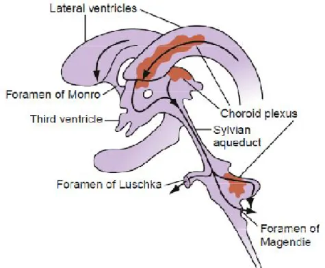 Gambar 1. Cerebrospinal fluid flow through the ventricular system 