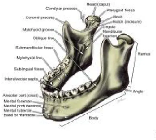 Gambar 2. 2 tulang mandibula 