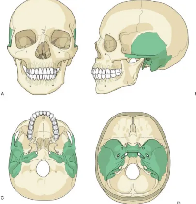 Gambar 1. Gambar dua sisi tulang temporal pada tulang tengkorak manusia. (B) Dilihat dari sisi anterior, (C) dilihat dari inferior, (D) Dilihat dari bagian dasar tulang tengkorak