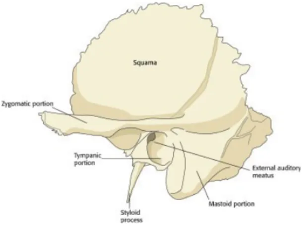 Gambar 2. Gambar tulang temporal kiri dilihat dari sisi lateral. Tulang skuamosa, styloid, dan mastoid yang terlihat