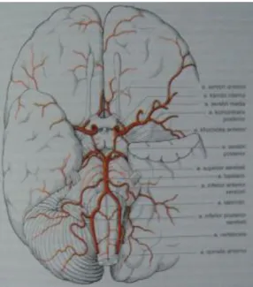 Gambar  5. Arteri pada basis kranii.  16 