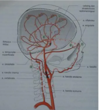 Gambar      7.  Anastomosis  arteri-arteri  di  otak.  Diperlihatkan  jalur  kolateral  berikut  ini : Kolateral dari sirkulasi arteri karotis eksterna ke arteri karotis interna : 1