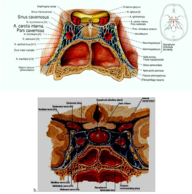 Gambar 1: (a) dan (b) Skematis anatomi sinus cavernosus  9 