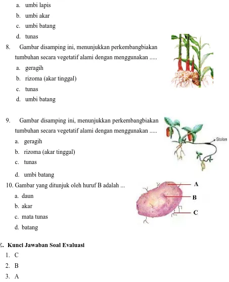 Gambar disamping ini, menunjukkan perkembangbiakan 