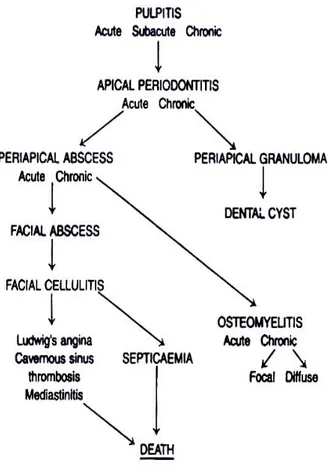 Gambar 3. Perjalanan Infeksi Odontogenik (Dimitroulis, 1997) 