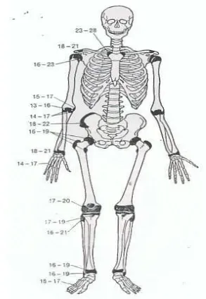 Gambar 1.10 (18)  :  Gambaran penyatuan garis epifise pada tulang-tulang 