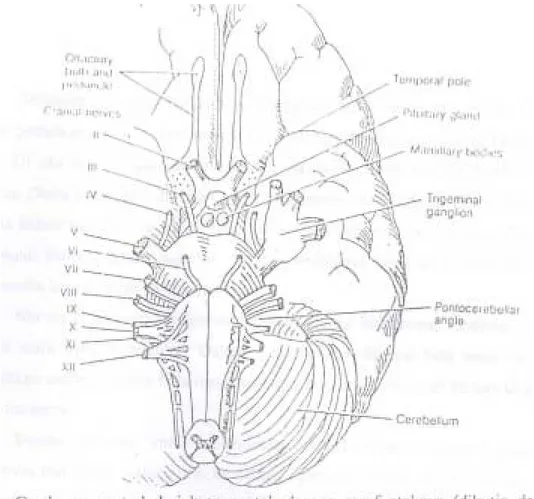 Gambar 2: Gambaran ventral dari batang otak dengan saraf otaknya (dikutip dari  Peter Duus) 
