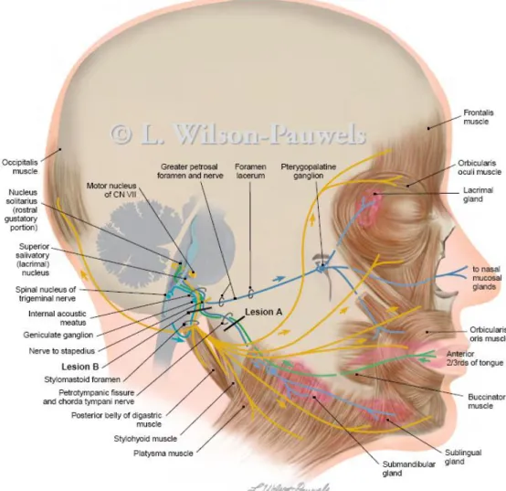 Gambar 1. Perjalanan Nervus fasialis mensarafi otot-otot ekspresi dari wajah.  3 Nervus  fasialis  merupakan  saraf  motorik  yang  menginervasi  otot-otot  ekspresi  wajah