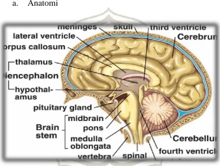 Gambar 2.1 Anatomi otak  Sumber pustekom depdiknas (2008) 