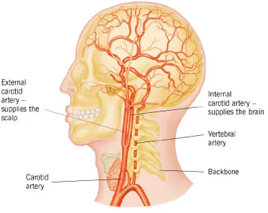 Gambar 2.3 Anatomi pembuluh darah otak