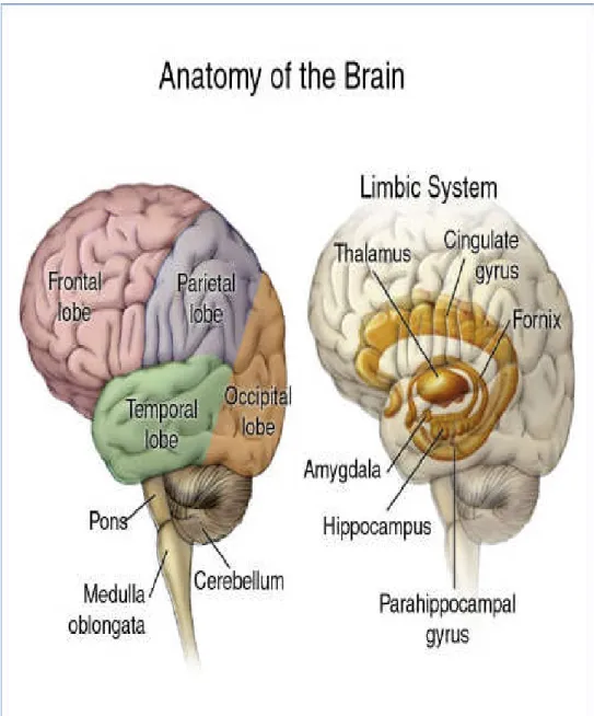 Gambar 2.1 Anatomi Otak