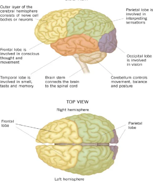 Gambar 2.2 Bagian-bagian Otak (http://www.google.co.id/imgres?imgurl)