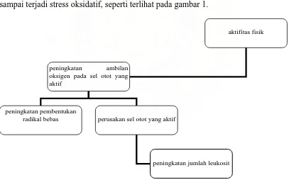 Gambar 1. Skema Kerangka Teori Hubungan Antara Aktifitas Fisik dengan Peningkatan Jumlah Leukosit 