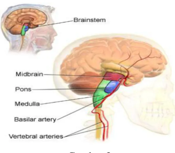 Gambar 3  Anatomi Batang Otak 