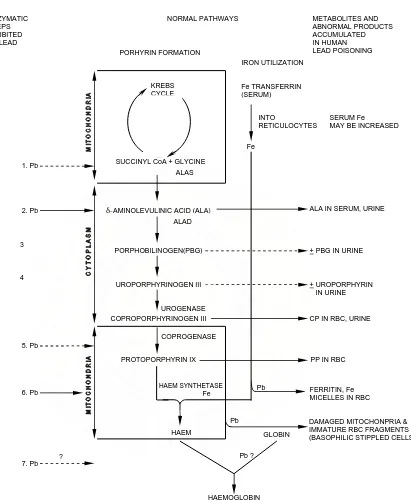 Gambar 2. Diagram Alir Gangguan Timah Hitam Terhadap Biosintesis Hemoglobin (WHO, 1977)