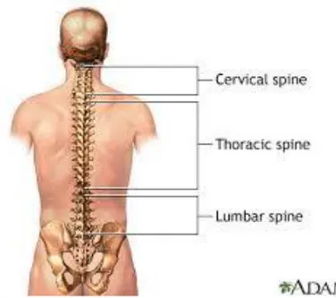 Gambar 2.1 Rangka dilihat dari posterior, memperlihatkan kolumna vertebralis  (Sumber: Keck Medicine of USC, 2013) 