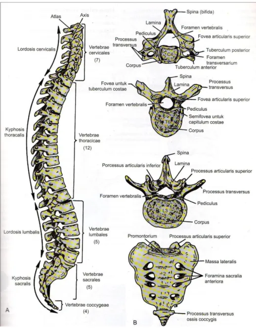 Gambar 2.2 A: Kolumna vertebralis tampak lateral. B: Ciri-ciri umum berbagai  vertebra 