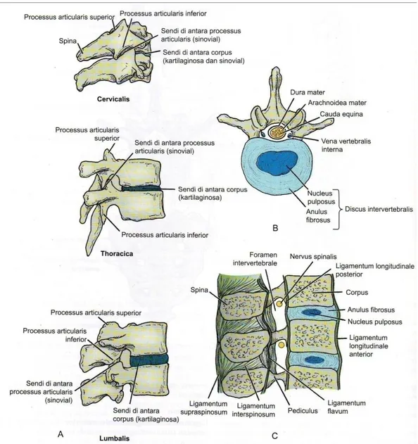 Gambar 2.3. A: Sendi-sendi di regio servikalis, torakalis, dan lumbalis kolumna  vertebralis