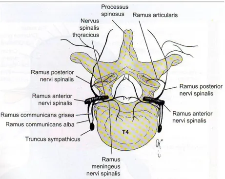 Gambar 2.4 Persarafan sendi-sendi vertebra. Pada tingkat vertebra tertentu, sendi  menerima serabut saraf dari dua nervus spinalis  yang berdekatan 