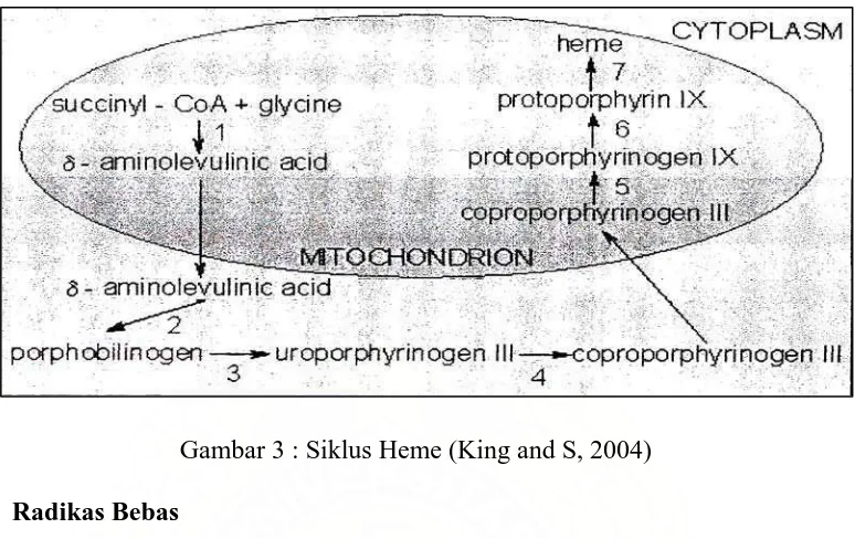 Gambar 3 : Siklus Heme (King and S, 2004)  